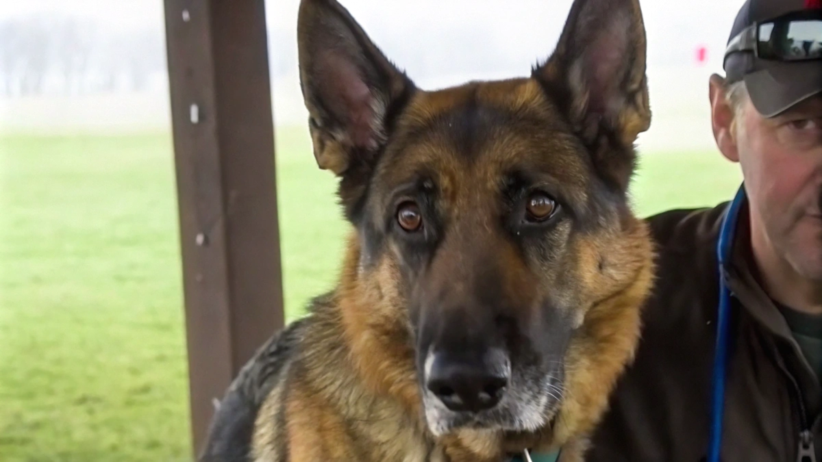 Berger Allemand retrouvé devant la SPCA après une semaine de disparition.