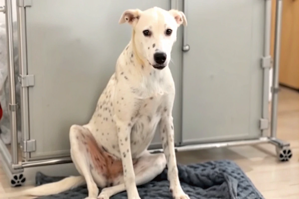 Pixie, chienne blanche tachetée de noir, jouant joyeusement dans le jardin après avoir retrouvé confiance.