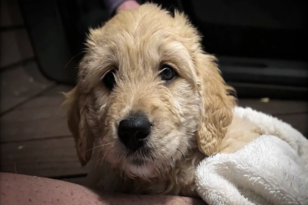 Toby, un chiot sauvé de l’euthanasie par un vétérinaire, recevant une seconde chance.